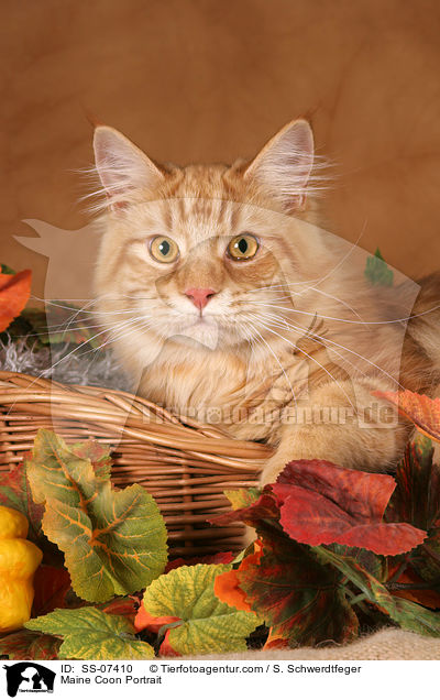 Maine Coon Portrait / Maine Coon Portrait / SS-07410