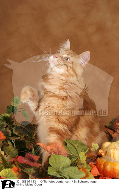 sitzende Maine Coon / sitting Maine Coon / SS-07413