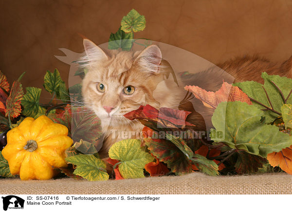 Maine Coon Portrait / Maine Coon Portrait / SS-07416