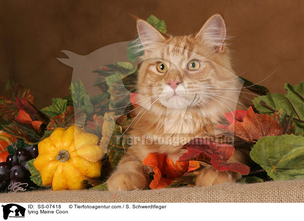 liegende Maine Coon / lying Maine Coon / SS-07418