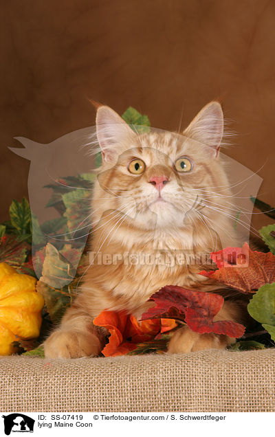 lying Maine Coon / SS-07419