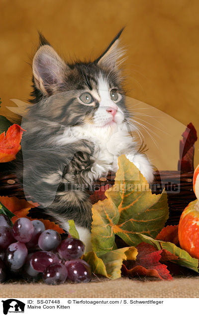 Maine Coon Ktzchen / Maine Coon Kitten / SS-07448