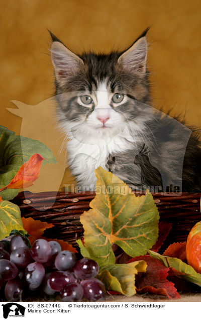 Maine Coon Ktzchen / Maine Coon Kitten / SS-07449