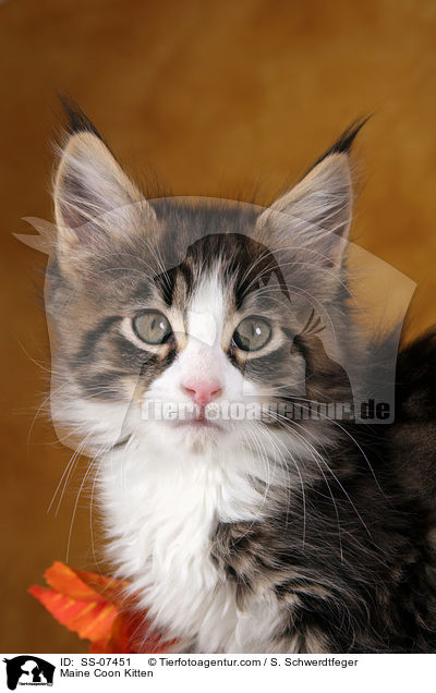 Maine Coon Ktzchen / Maine Coon Kitten / SS-07451