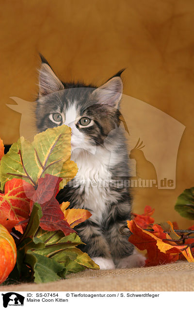 Maine Coon Ktzchen / Maine Coon Kitten / SS-07454
