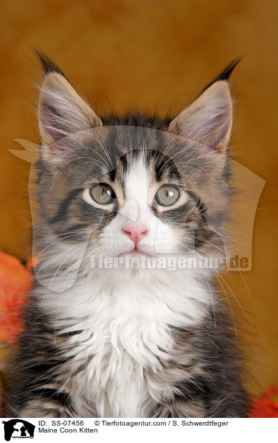 Maine Coon Kitten / SS-07456