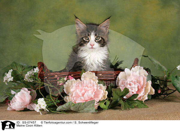 Maine Coon Ktzchen / Maine Coon Kitten / SS-07457