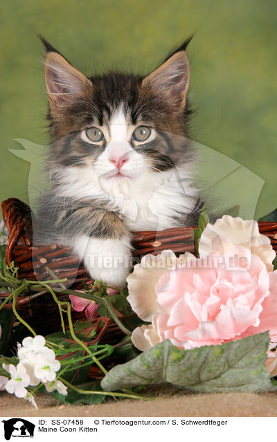 Maine Coon Ktzchen / Maine Coon Kitten / SS-07458