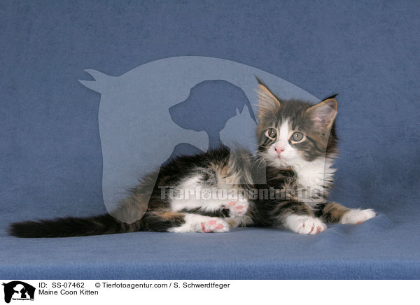 Maine Coon Ktzchen / Maine Coon Kitten / SS-07462