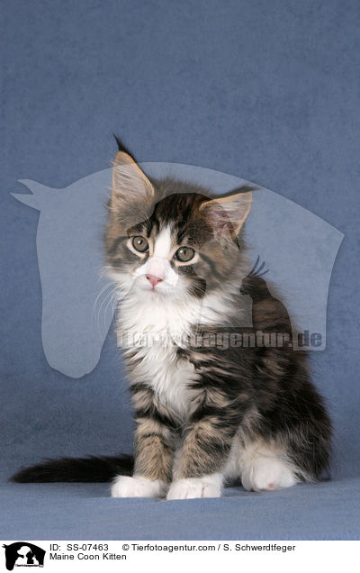 Maine Coon Ktzchen / Maine Coon Kitten / SS-07463