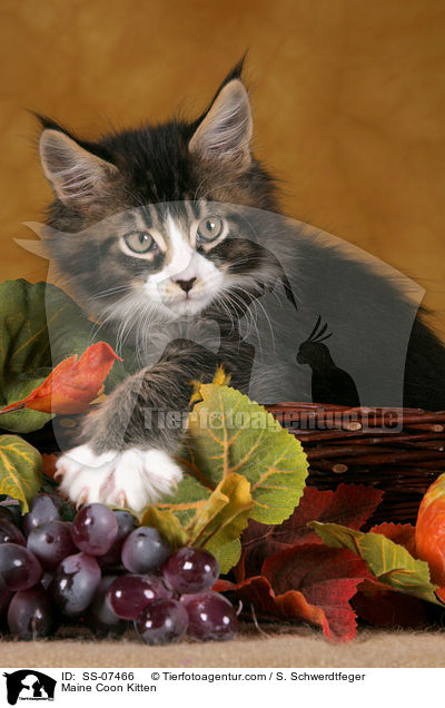 Maine Coon Kitten / SS-07466