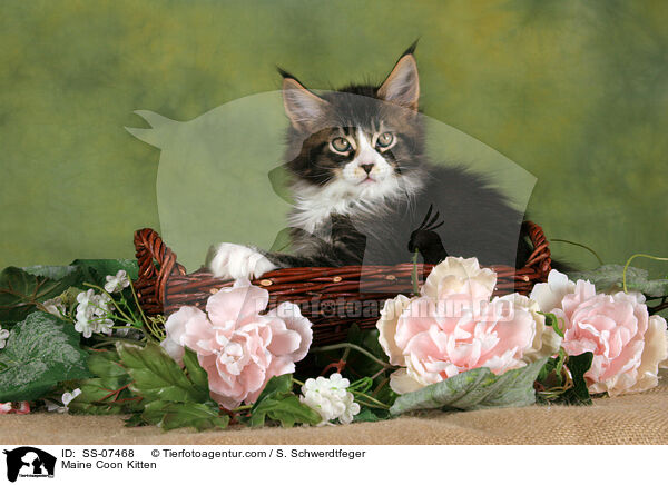 Maine Coon Ktzchen / Maine Coon Kitten / SS-07468