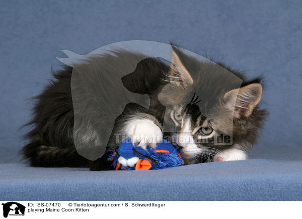 spielendes Maine Coon Ktzchen / playing Maine Coon Kitten / SS-07470