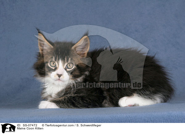 Maine Coon Ktzchen / Maine Coon Kitten / SS-07472