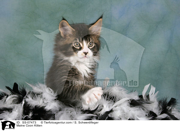 Maine Coon Ktzchen / Maine Coon Kitten / SS-07473