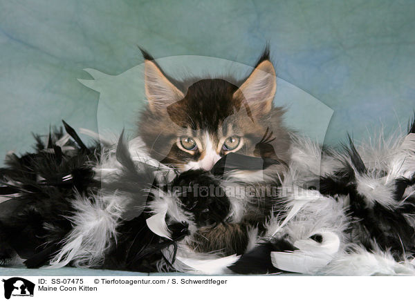 Maine Coon Ktzchen / Maine Coon Kitten / SS-07475