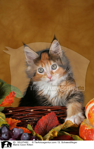 Maine Coon Ktzchen / Maine Coon Kitten / SS-07482