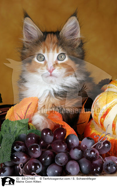 Maine Coon Ktzchen / Maine Coon Kitten / SS-07485