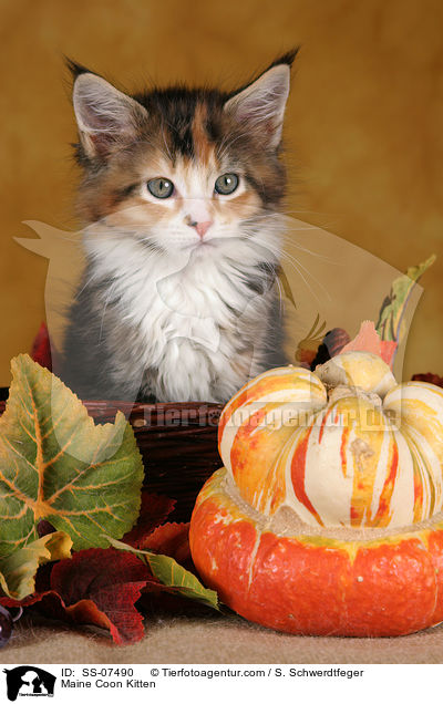 Maine Coon Ktzchen / Maine Coon Kitten / SS-07490