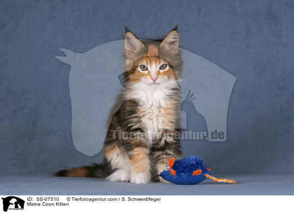 Maine Coon Ktzchen / Maine Coon Kitten / SS-07510