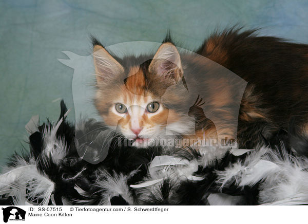 Maine Coon Ktzchen / Maine Coon Kitten / SS-07515