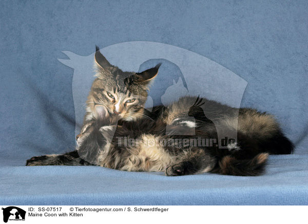 Maine Coon with Kitten / SS-07517