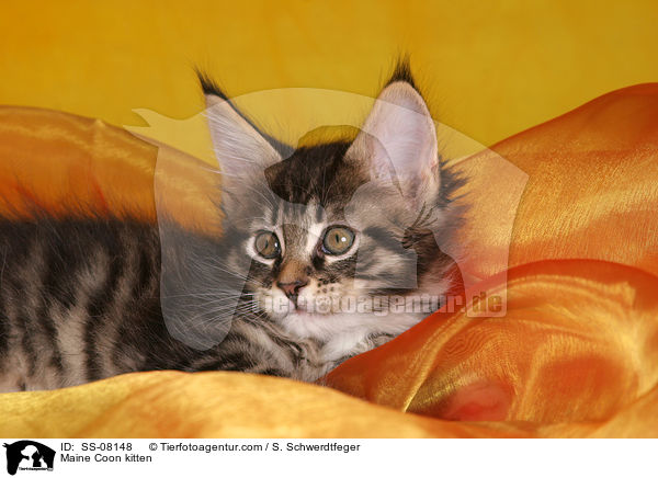 Maine Coon kitten / SS-08148