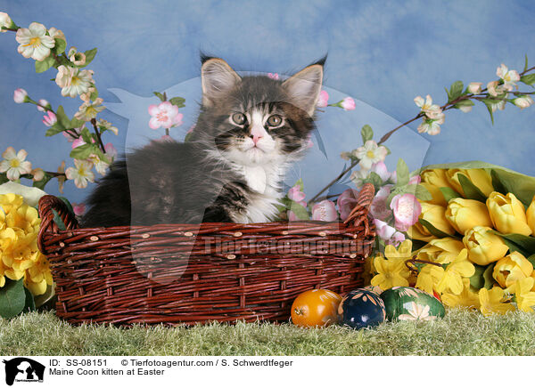 Maine Coon kitten at Easter / SS-08151