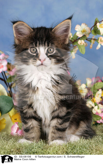 Maine Coon kitten / SS-08156