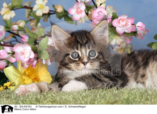 Maine Coon kitten / SS-08163