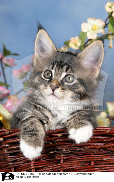 Maine Coon Ktzchen / Maine Coon kitten / SS-08187