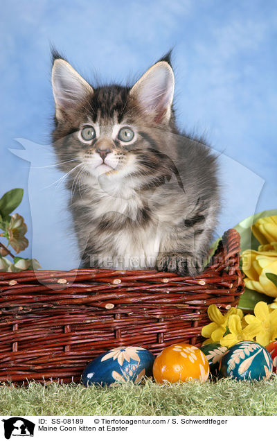 Maine Coon Ktzchen an Ostern / Maine Coon kitten at Easter / SS-08189