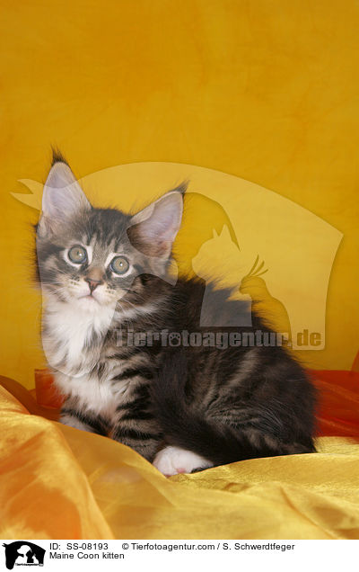 Maine Coon Ktzchen / Maine Coon kitten / SS-08193