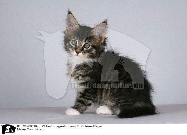 Maine Coon Ktzchen / Maine Coon kitten / SS-08194