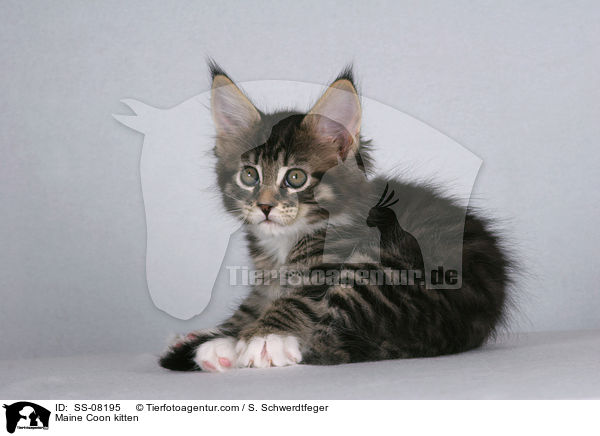 Maine Coon Ktzchen / Maine Coon kitten / SS-08195