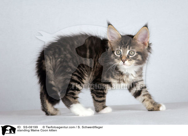 standing Maine Coon kitten / SS-08199