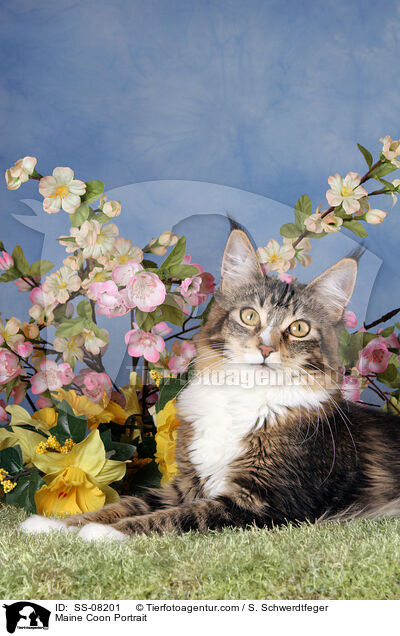 liegende Maine Coon / Maine Coon Portrait / SS-08201