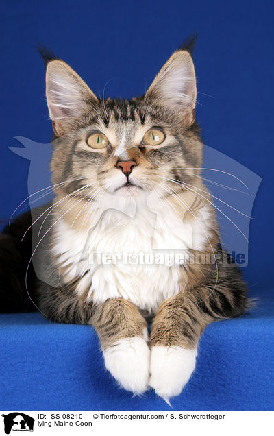 liegende Maine Coon / lying Maine Coon / SS-08210