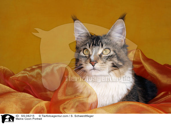 Maine Coon Portrait / Maine Coon Portrait / SS-08215