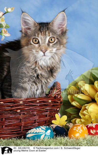 junge Maine Coon an Ostern / young Maine Coon at Easter / SS-08219
