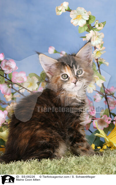 Maine Coon Ktzchen / Maine Coon kitten / SS-08226