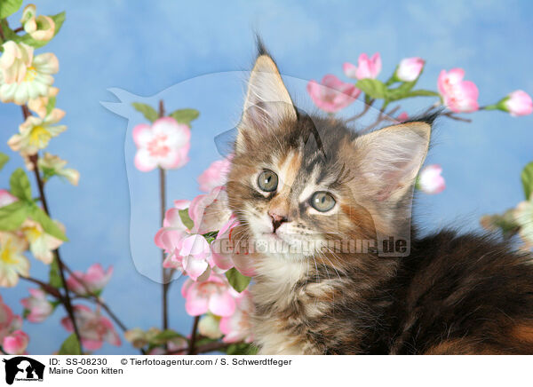 Maine Coon Ktzchen / Maine Coon kitten / SS-08230