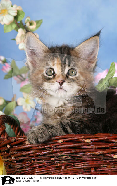 Maine Coon kitten / SS-08234