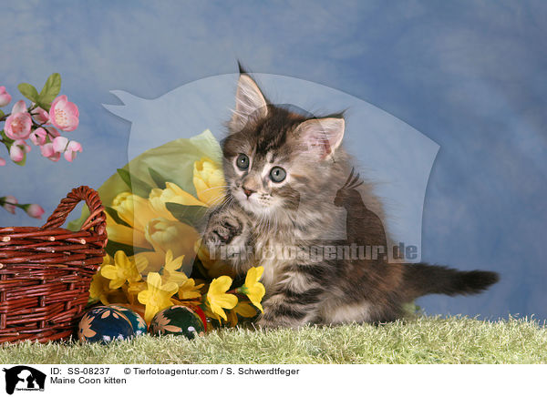 Maine Coon Ktzchen / Maine Coon kitten / SS-08237