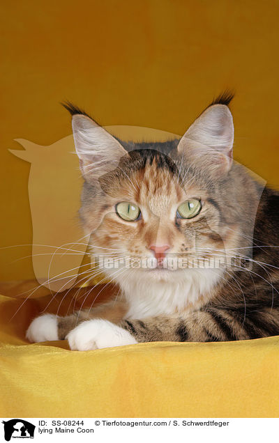 liegende Maine Coon / lying Maine Coon / SS-08244