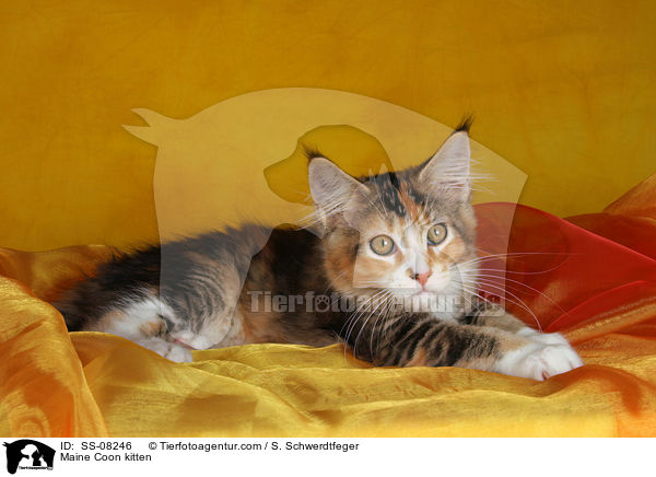 Maine Coon kitten / SS-08246