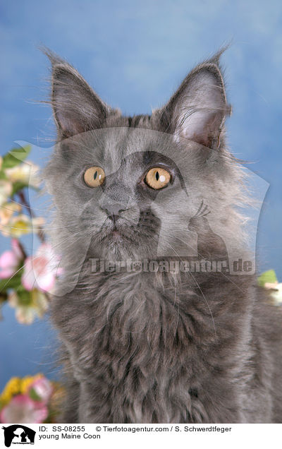 junge Maine Coon / young Maine Coon / SS-08255