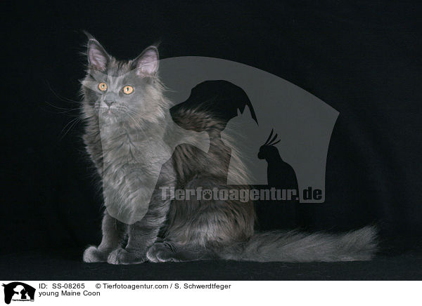 junge Maine Coon / young Maine Coon / SS-08265
