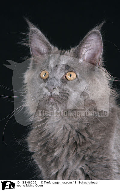 junge Maine Coon / young Maine Coon / SS-08269