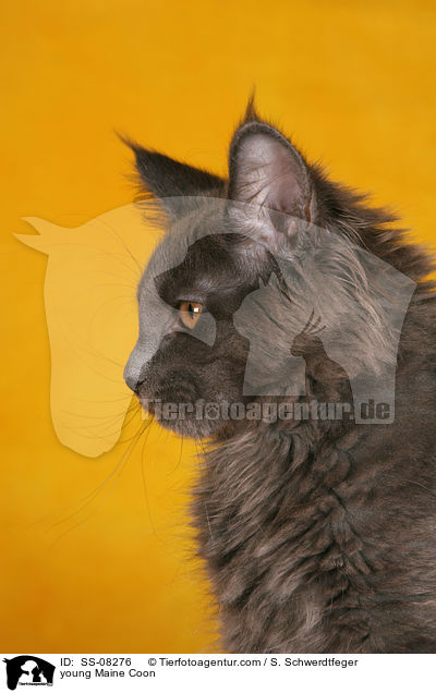 junge Maine Coon / young Maine Coon / SS-08276